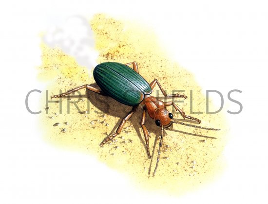 Illustration of Bombardier Beetle (Brachinus crepitans) (#0927)