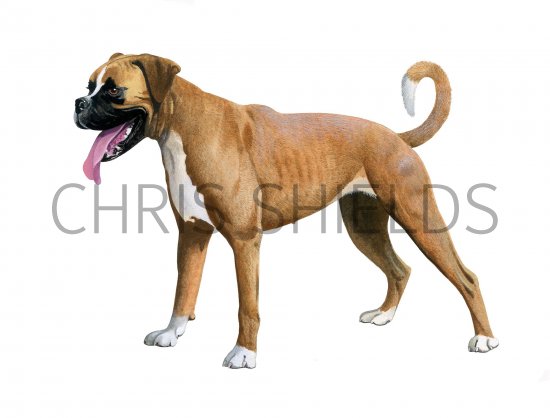Illustration of Boxer Dog (Canis lupus familiaris) (#3758)