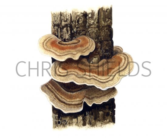 Illustration of Trametes versicolor (Turkeytail Bracket Fungi) (#1493)