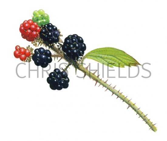 Illustration of Bramble (Rubus fruticosus) (#2079)