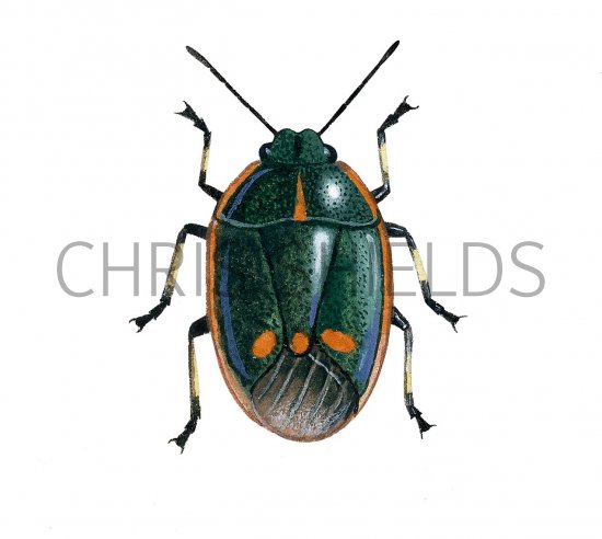 Illustration of Brassica Shieldbug (Eurydema deracea) (#2136)