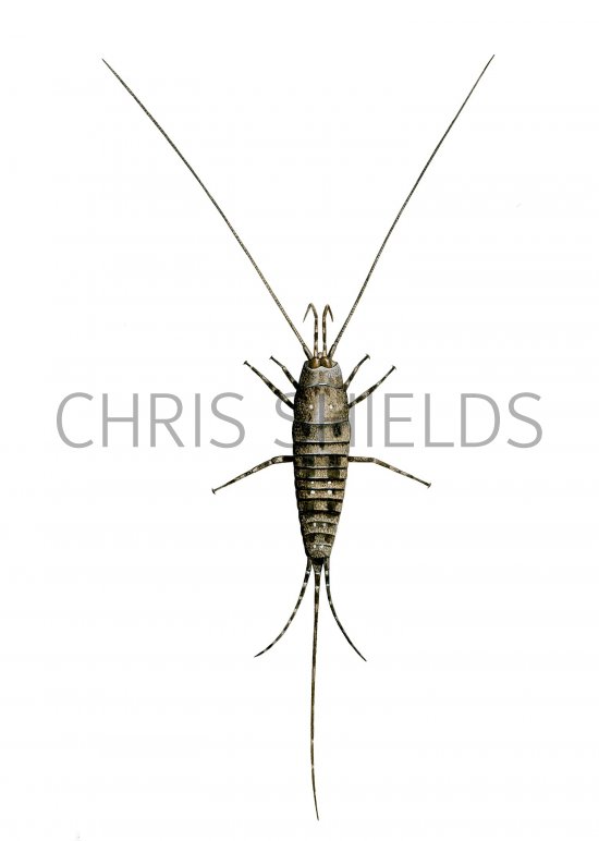 Illustration of Bristletail (Petrobius maritimus) (#2619)