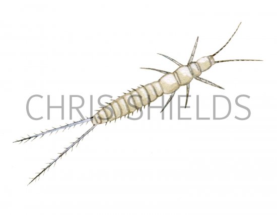 Illustration of Bristletail (Campodea staphylinus) (#2569)