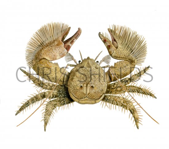 Illustration of Broad-Clawed Porcelain Crab (Porcellana platycheles) (#4289)