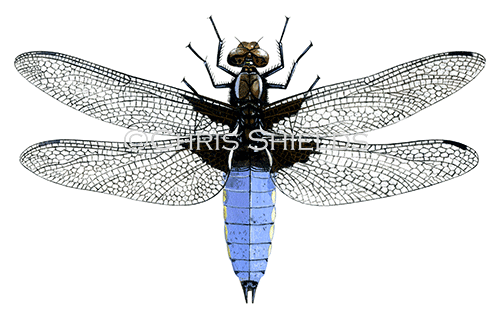 Illustration of Broad-bodied Chaser (Libellula depressa) (#1071)