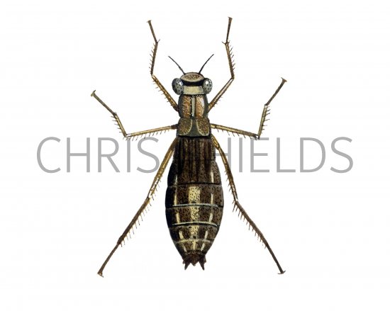 Illustration of Dragonfly (Broad-bodied Chaser Nymph) Libellula depressa (#1270)