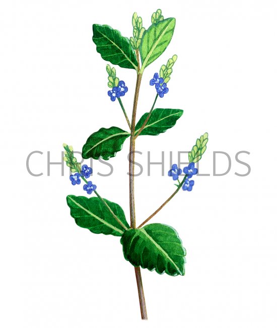 Illustration of Brooklime (Veronica beccabunga). (#0960)