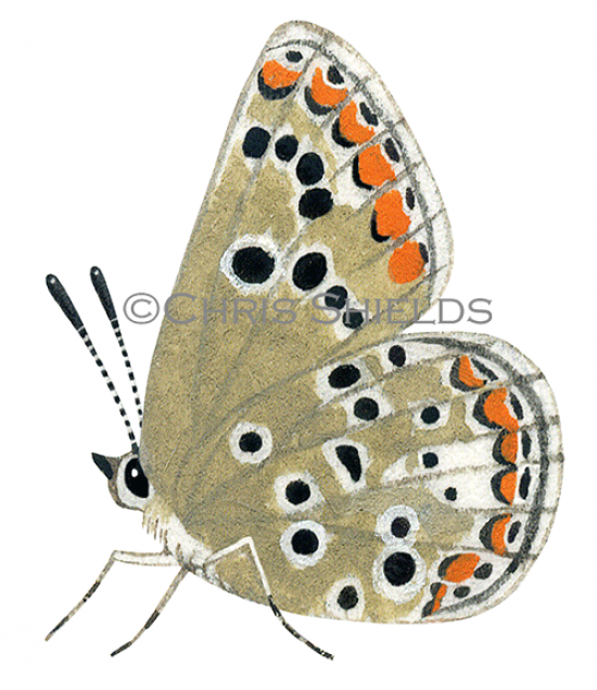 Illustration of Brown Argus (female) Aricia agestis (#2158)
