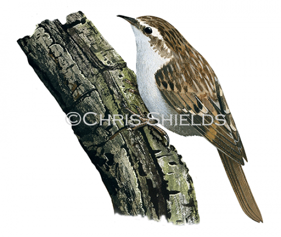 Illustration of Brown Creeper (Certhia americana) (#4674)