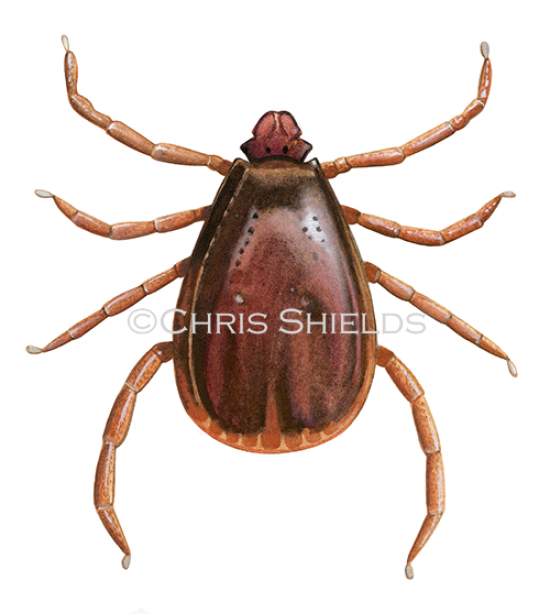 Illustration of Brown Dog Tick (Rhipicephalus sanguineus) Male (#4571)