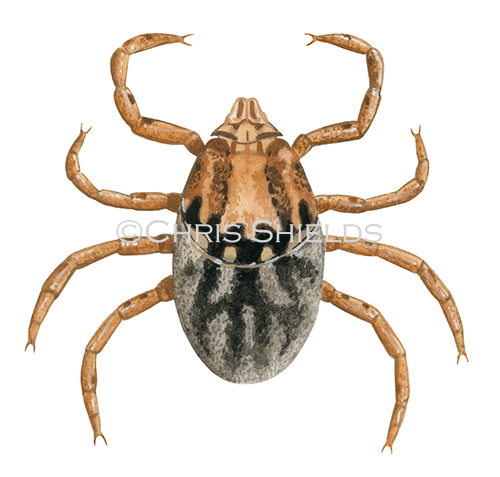 Illustration of Brown Dog Tick (Rhipicephalus sanguineus) Nymph (#4572)