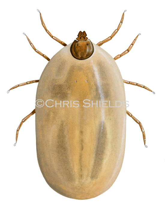 Illustration of Brown Dog Tick (Rhipicephalus sanguineus) female fed (#4573)