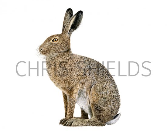 Illustration of Brown Hare (Lepus europaeus) (#1963)