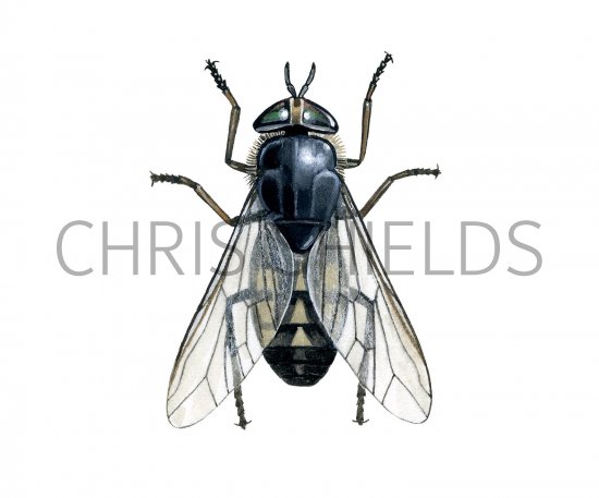 Illustration of Brown Horsefly (Tabanus bromius) (#2363)