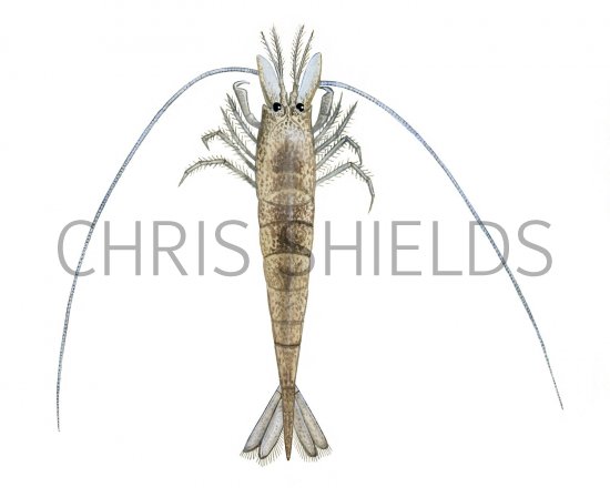 Illustration of Brown Shrimp (Crangon crangon) (#2356)