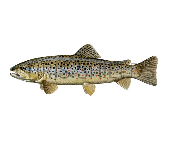 Illustration of Trout (Brown) Salmo trutta (#2702)