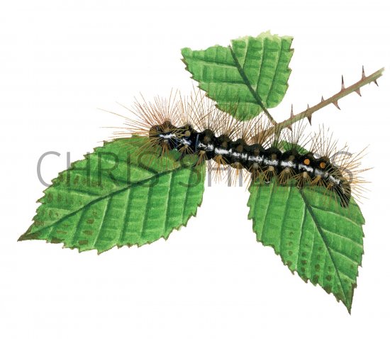 Illustration of Browntail Moth Caterpillar (Euproctis chrysorrhoea) (#2515)