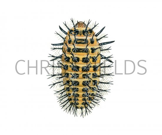 Illustration of Bryony Ladybird Larvae (Epilachna aygus) (#1791)