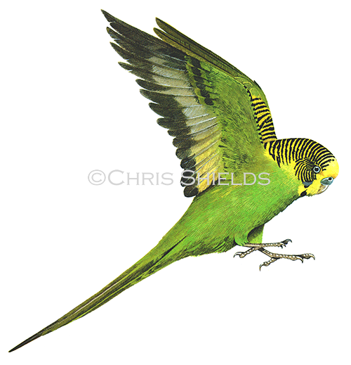 Illustration of Budgerigar (Melopsittacus undulatus) (#0051)