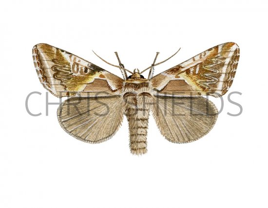 Illustration of Buff Arches (Habrosyne pyritoides) (#1426)