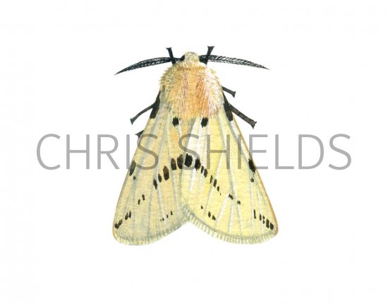 Illustration of Buff Ermine (Spilosoma lutea) (#1738)
