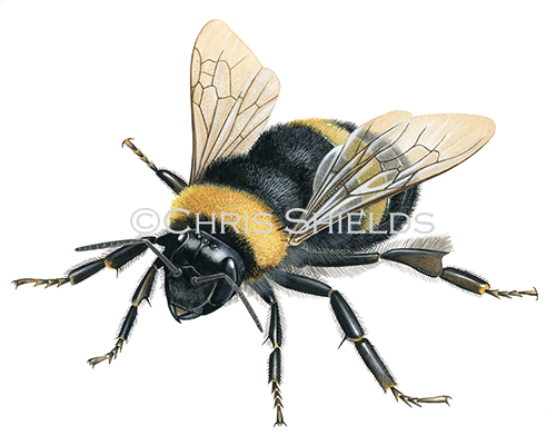 Illustration of Buff-tailed Bumblebee (Bombus terrestris) (#4635)