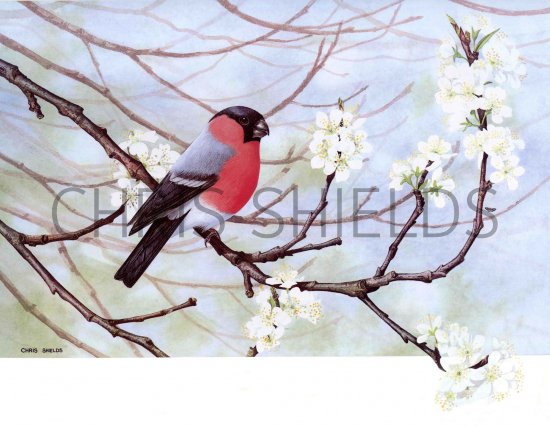 Illustration of Bullfinch male (Pyrrhula pyrrhula) (#0036)