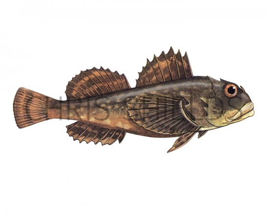 Illustration of Bull Rout (Myoxocephalus scorpius (#2719)