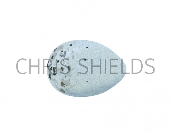 Illustration of Bullfinch egg (Pyrrhula pyrrhula) (#3283)