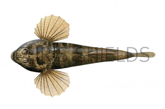 Illustration of Bullhead (Cottus gobio) (#2823)