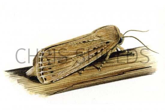 Illustration of Bulrush Wainscot Moth (Nonagria typhae) (#0341)