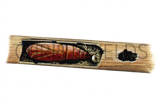 Illustration of Bulrush Wainscot Pupae (Nonagria typhae) (#0342)