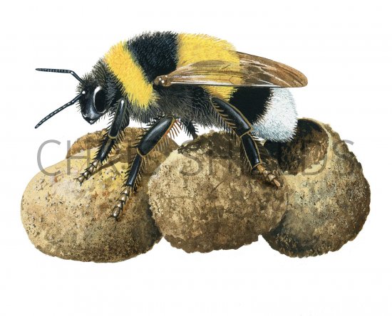 Illustration of Bumblebee (Garden) Bombus hortorum (#2601)