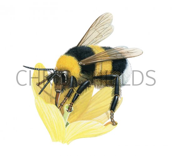 Illustration of Bumblebee (Garden) Bombus hortorum (#2604)