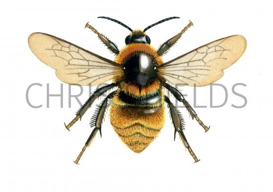 Illustration of Bumblebee (Great yellow) Bombus distinguendus (#0380)