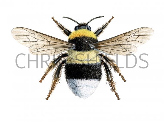Illustration of Bumblebee (Small heath) Bombus jonellus (#2204)