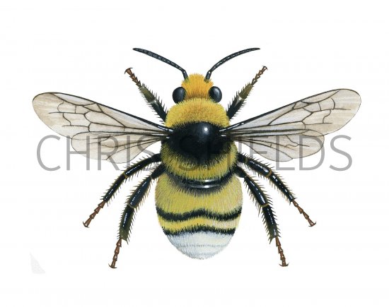 Illustration of Bumblebee (White-tailed) (male) Bombus lucorum (#2540)