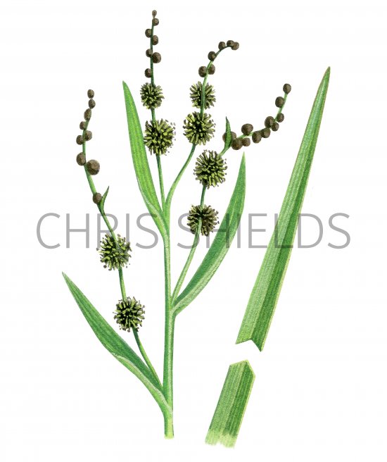 Illustration of Burr-reed (Branched) Sparganium erectum) (#0839)