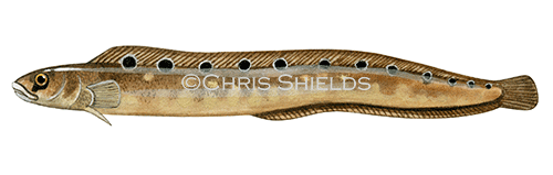 Illustration of Butterfish (Pholis gunnellus) (#1049)