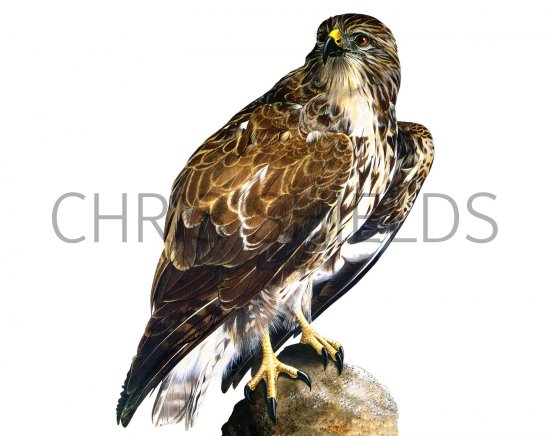 Illustration of Buzzard (Buteo buteo) (#1749)