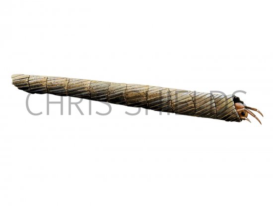 Illustration of Caddis Larvae (Adicella reducta) (#2827)