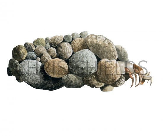 Illustration of Caddis Larvae (Agapetus fuscipes) (#2828)