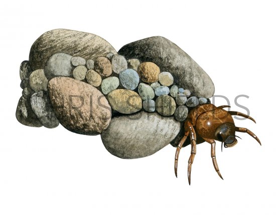 Illustration of Caddis Larvae (Goera Pilosa) (#2829)