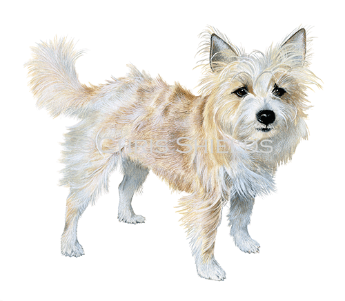 Illustration of Cairn Terrier (Canis lupus familiaris) (#4538)