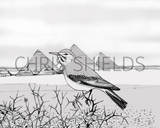 Illustration of Hoopoe Lark (Alaemon alaudipes) in Cairo (#1958)