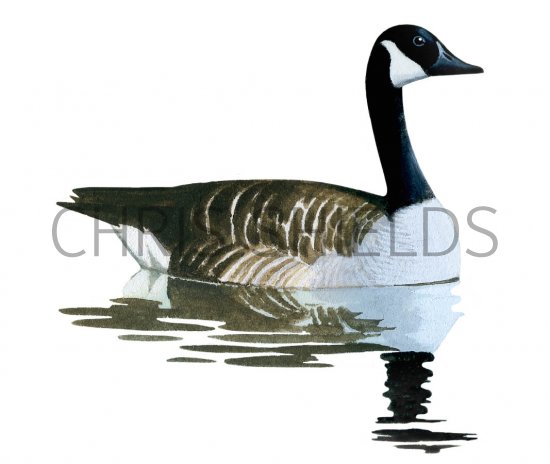 Illustration of Canada goose (Branta canadensis) (#3790)