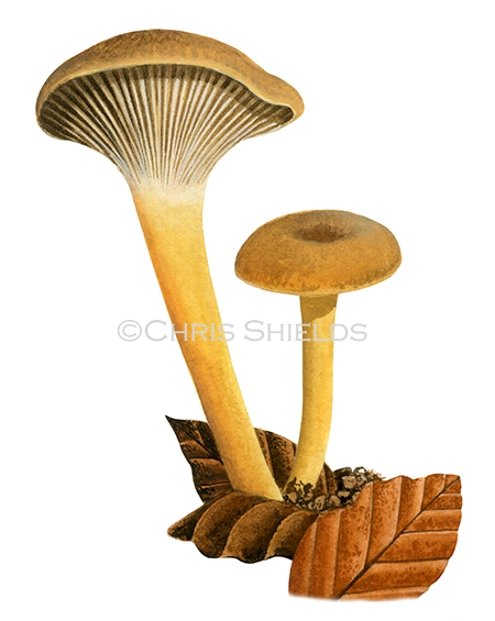 Illustration of Cantharellus tubaeformis (Trumpet Chanterelle) (#4454)