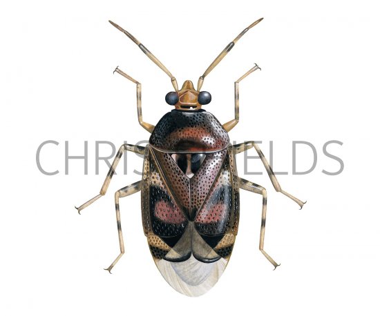 Illustration of Capsid Bug (Deraeocoris lutescens) (#1700)