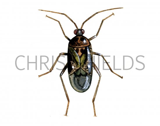 Illustration of Capsid Bug (Deraeocoris lutescens) (#4106)