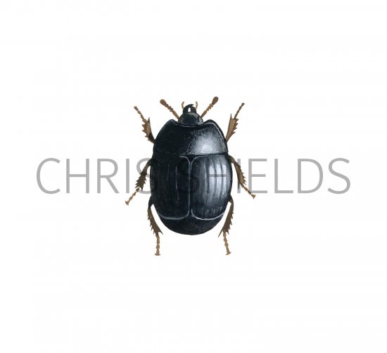 Illustration of Carrion Beetle (Hister cadarverinus) (#2947)